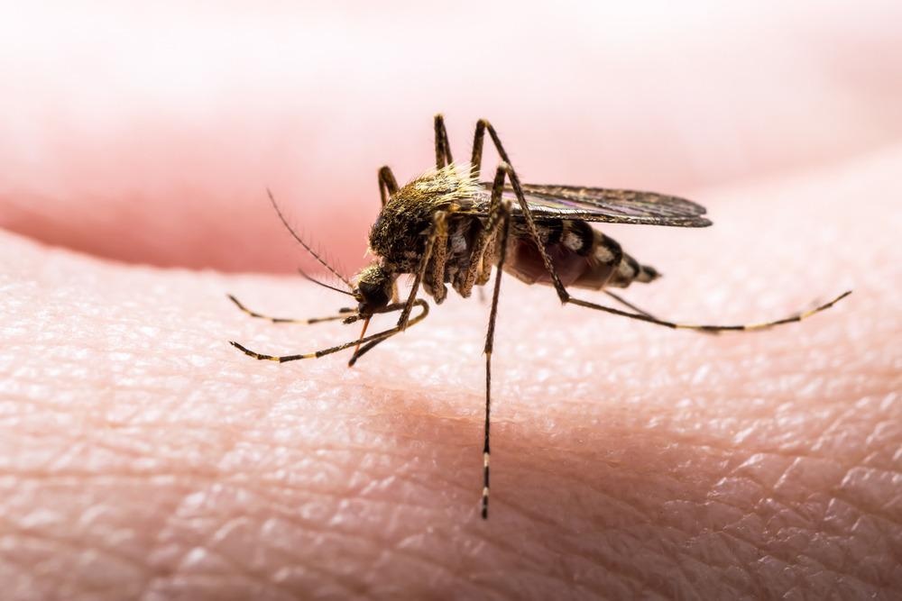 Malaria Mosquito