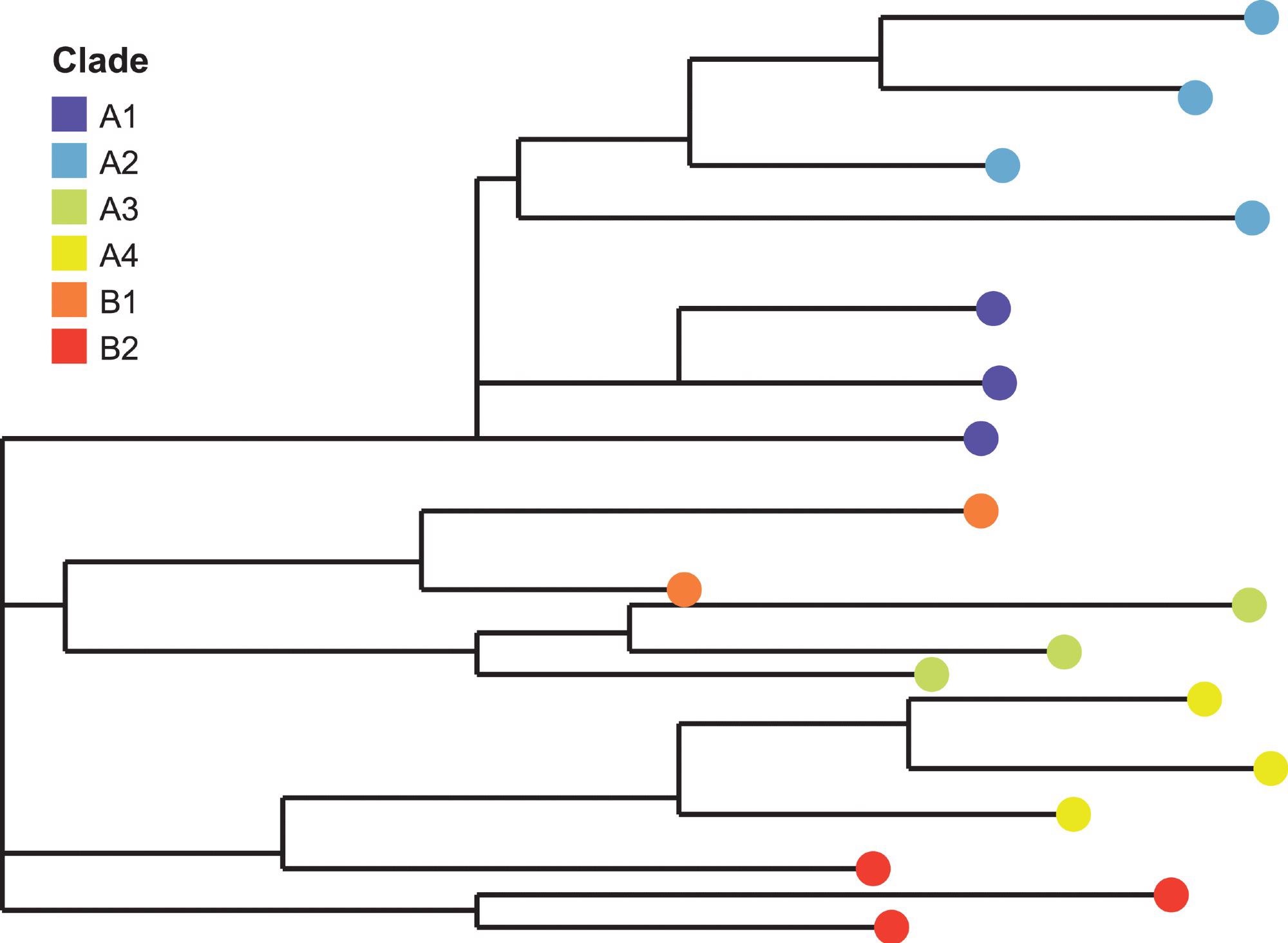 Viral Clade