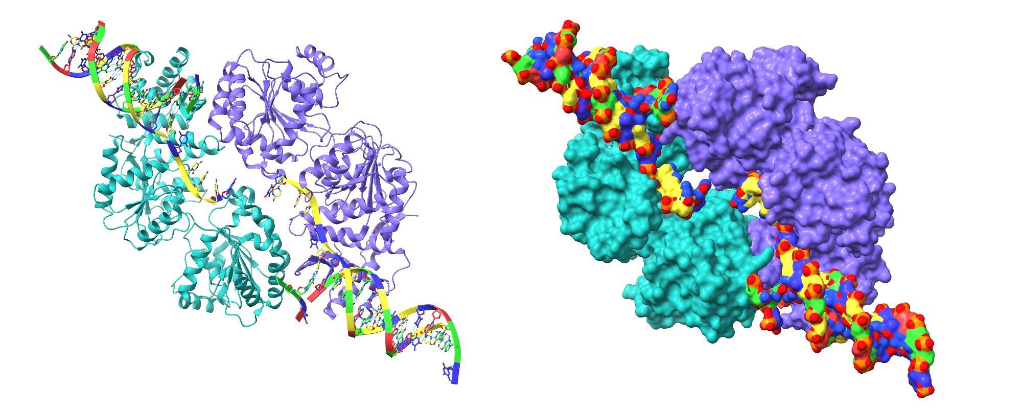 RecQ helicase