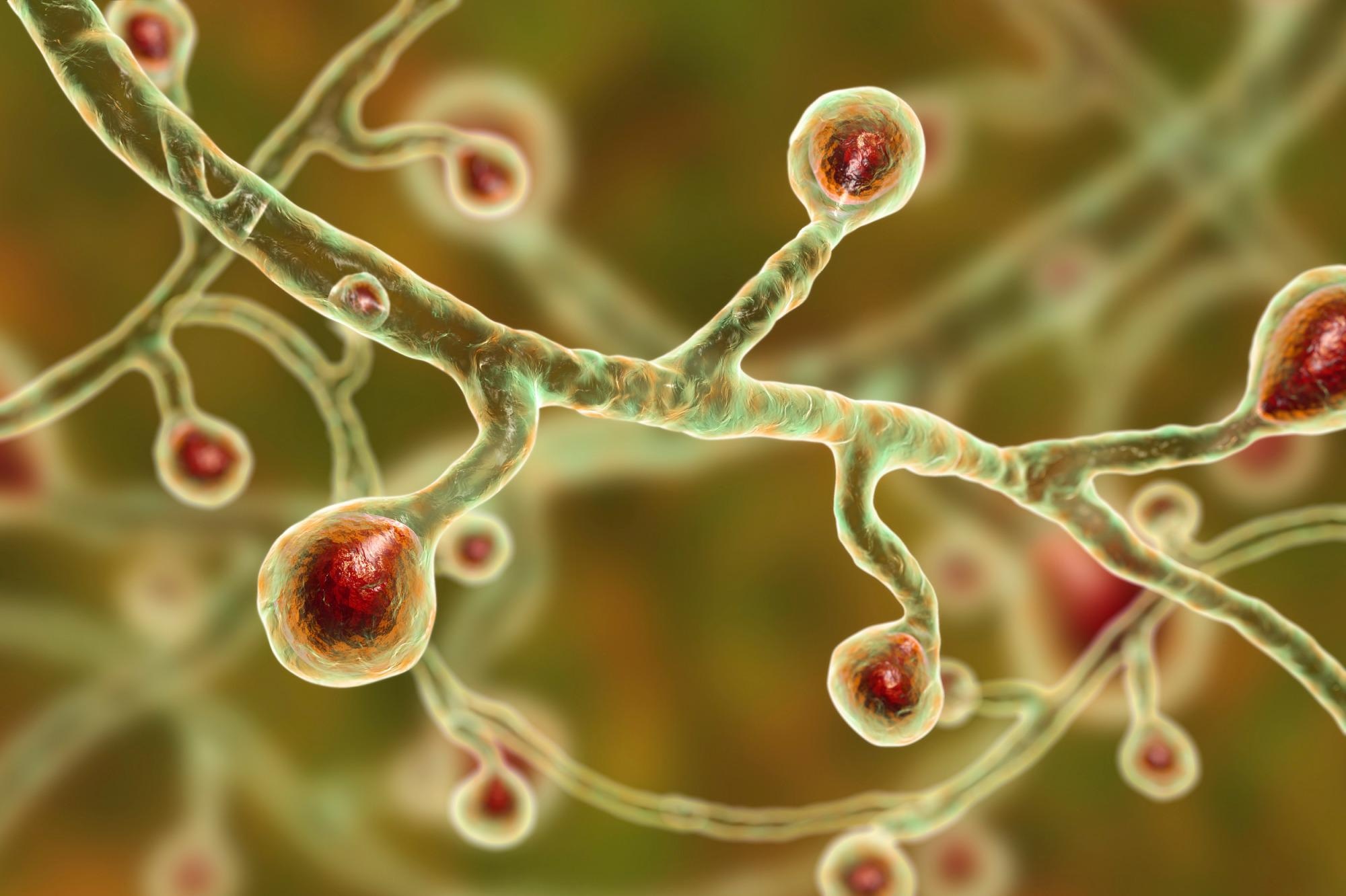 Blastomyces dermatitidis fungi