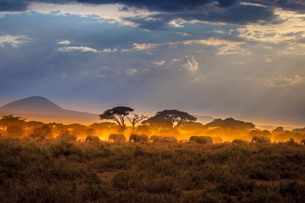 Wildlife
