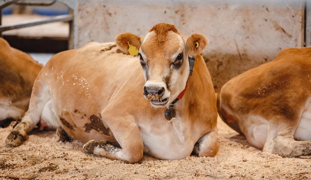 Pregnant Cow