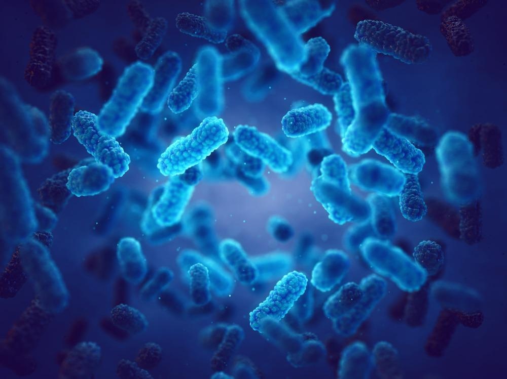 Bacteria