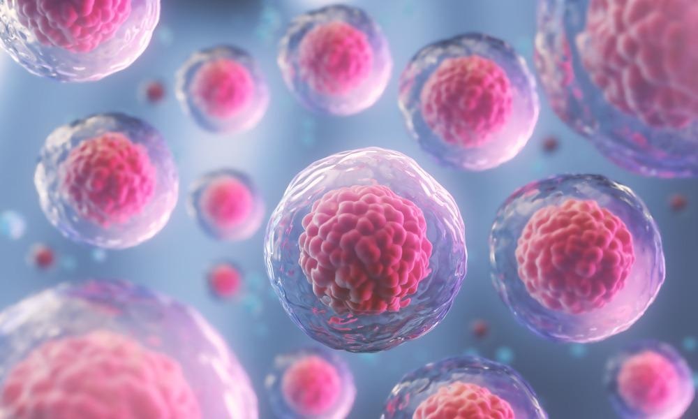 Stem cells.