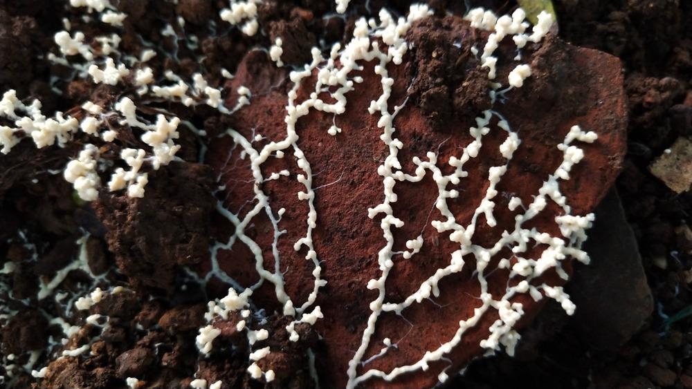 Fungus