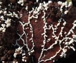Microbes and Nutrient Cycling