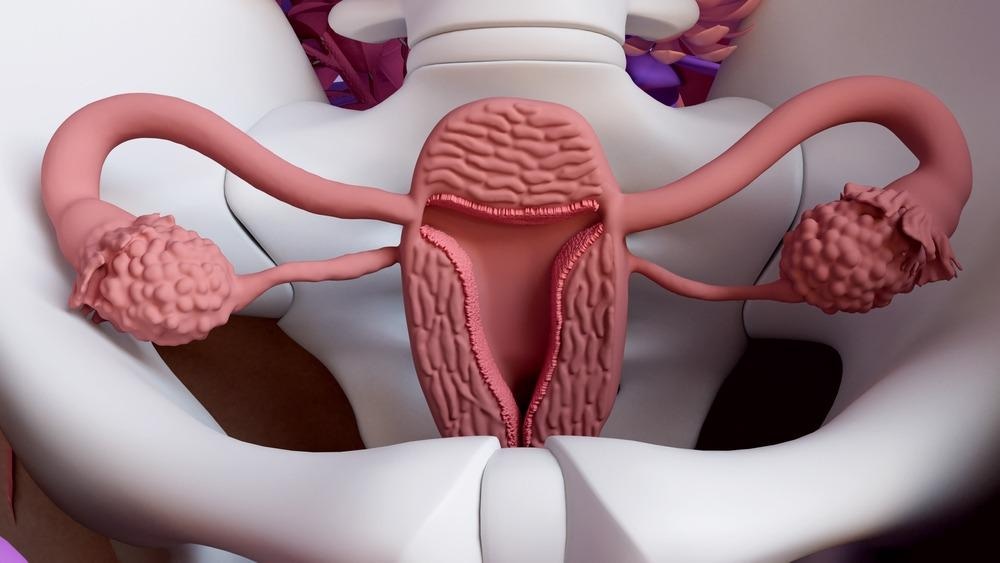 Uterus