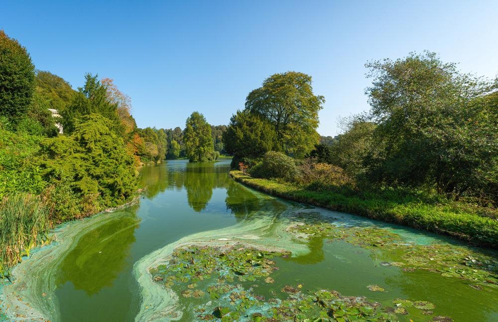 Cyanobacteria