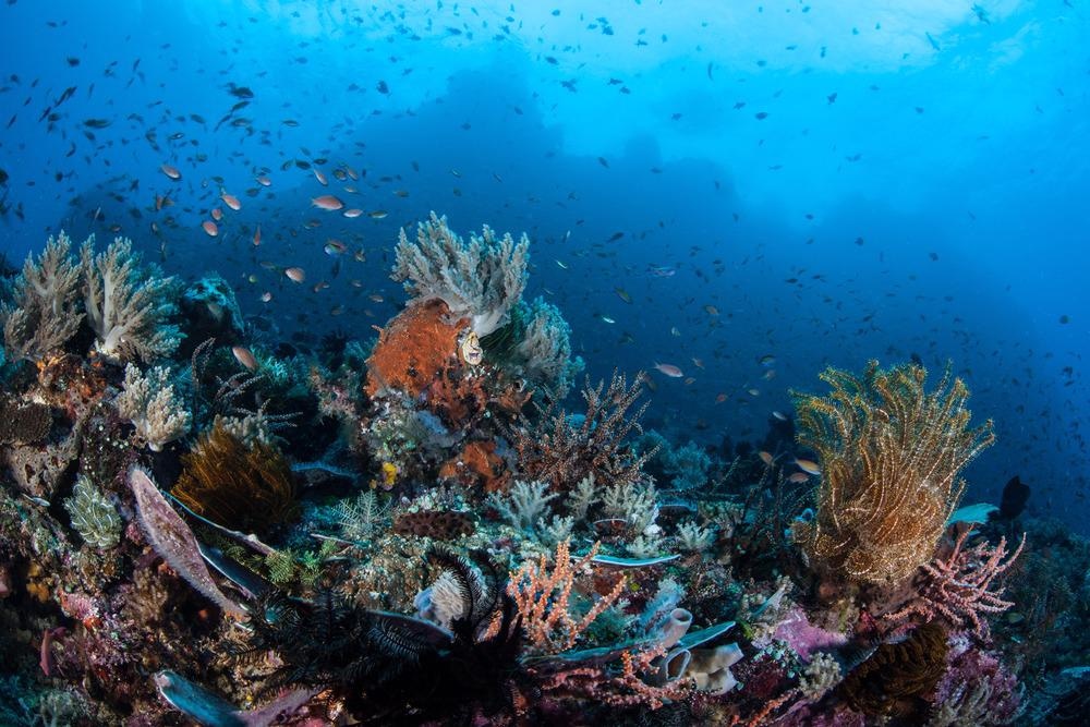 Marine Organisms