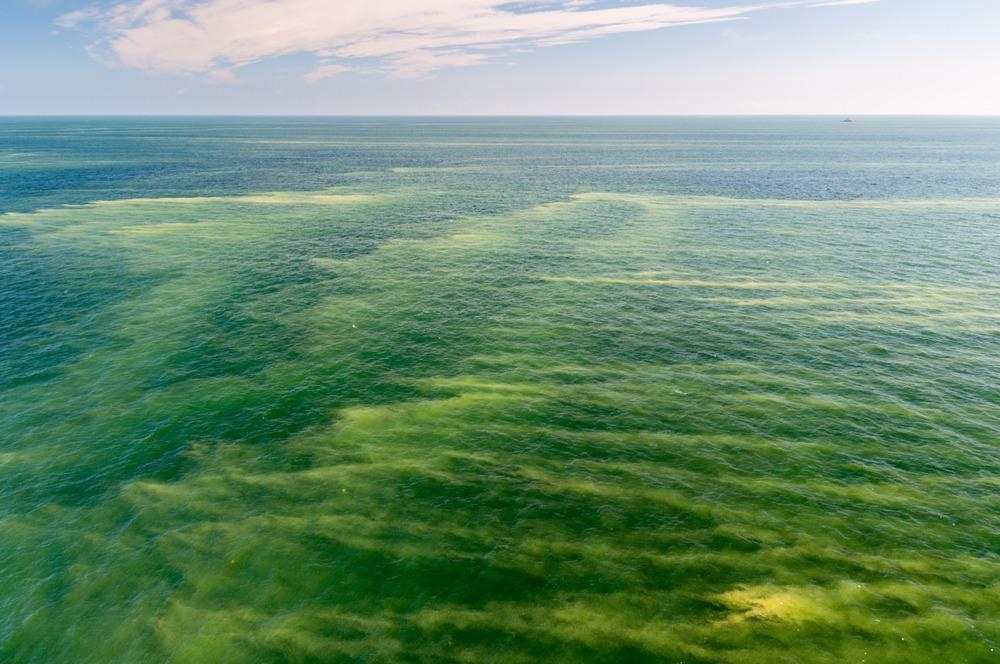Cyanobacteria