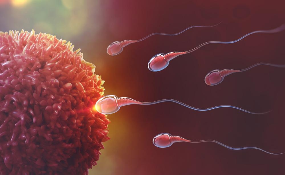 Fertilization