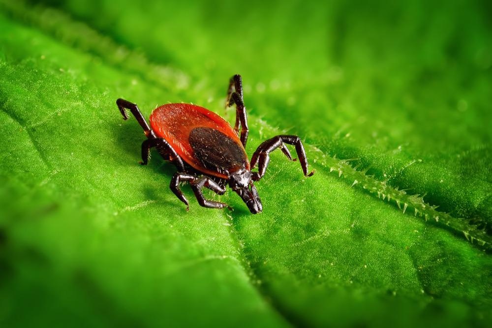 Tick