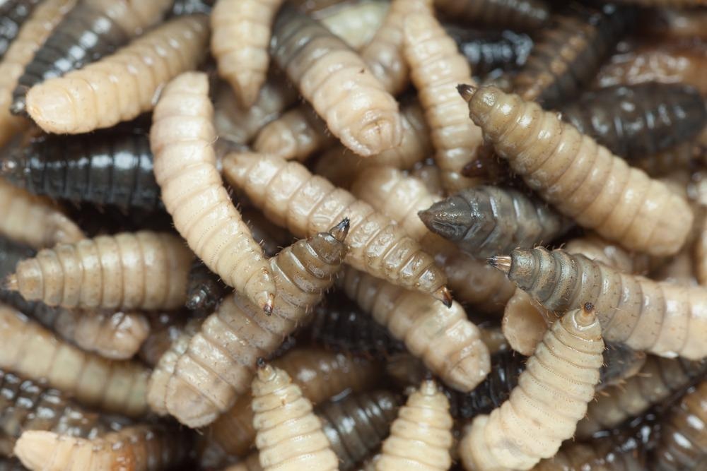 Maggots