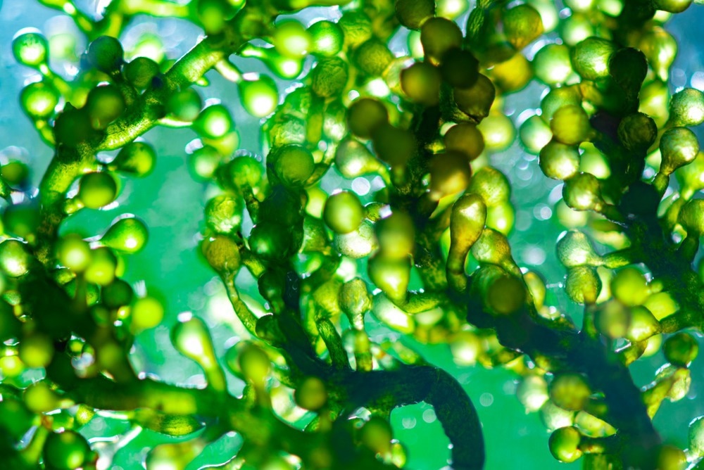 Algae