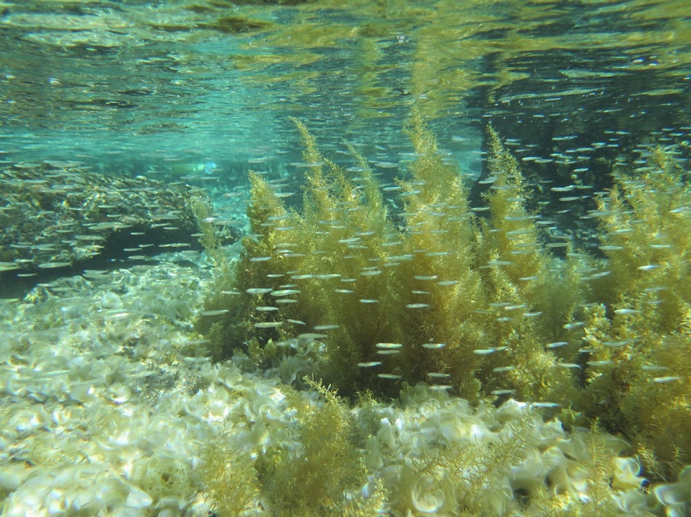 Macroalgae