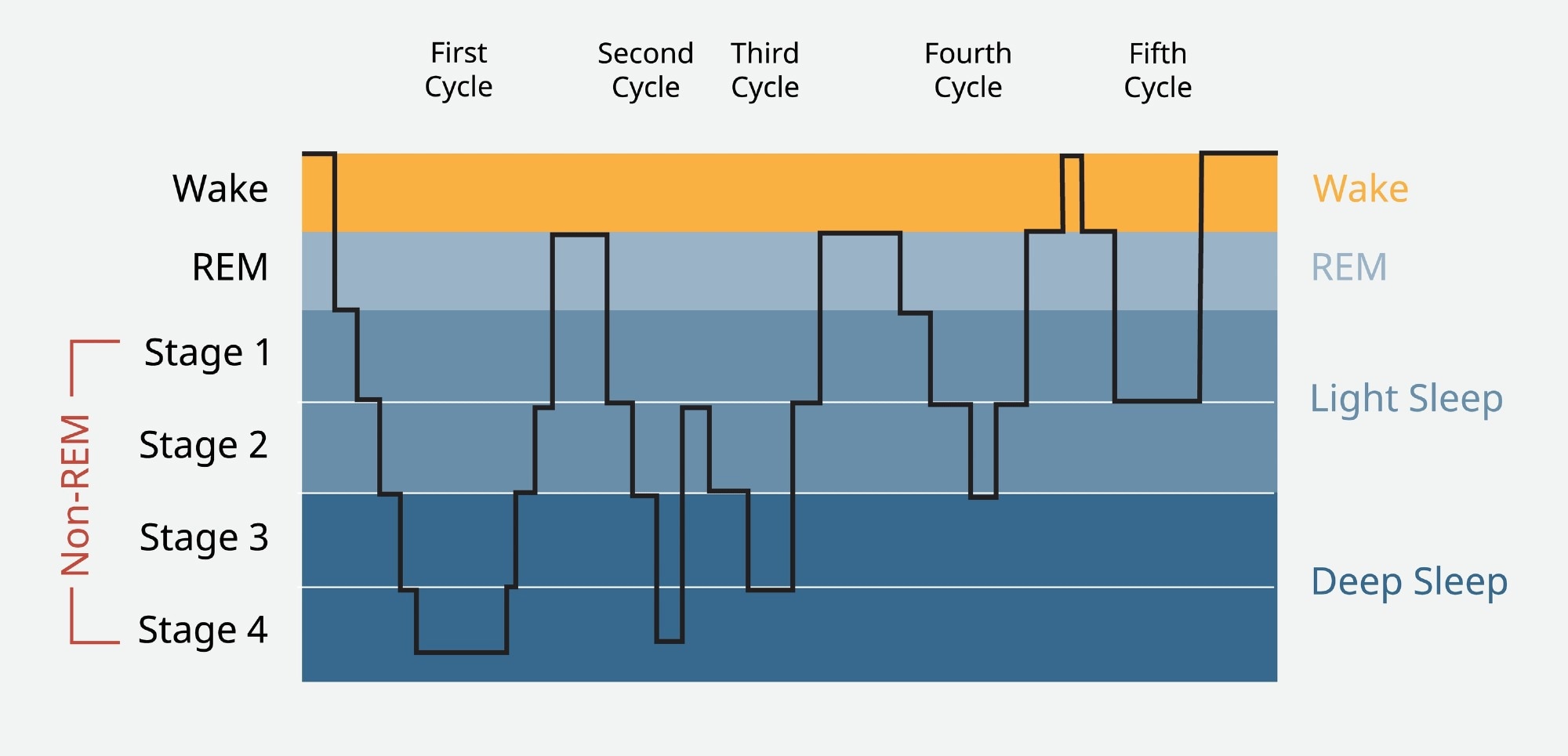 Sleep cycle