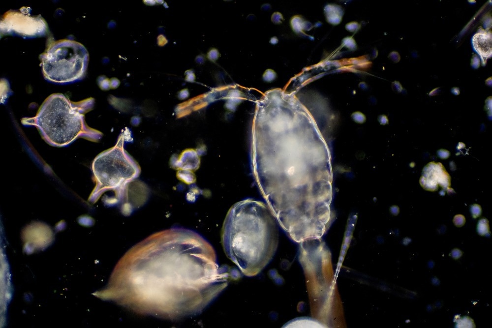 Phytoplankton