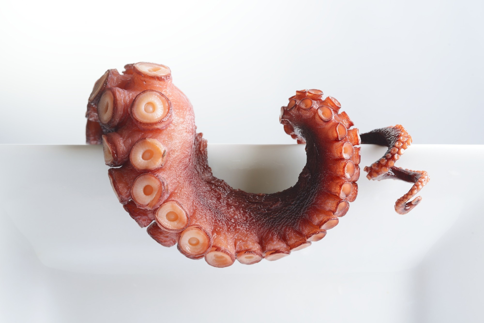Octopus Tentacles