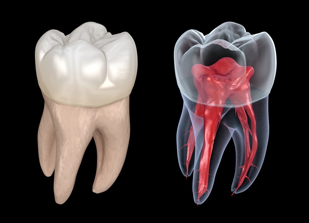 Dental Pulp