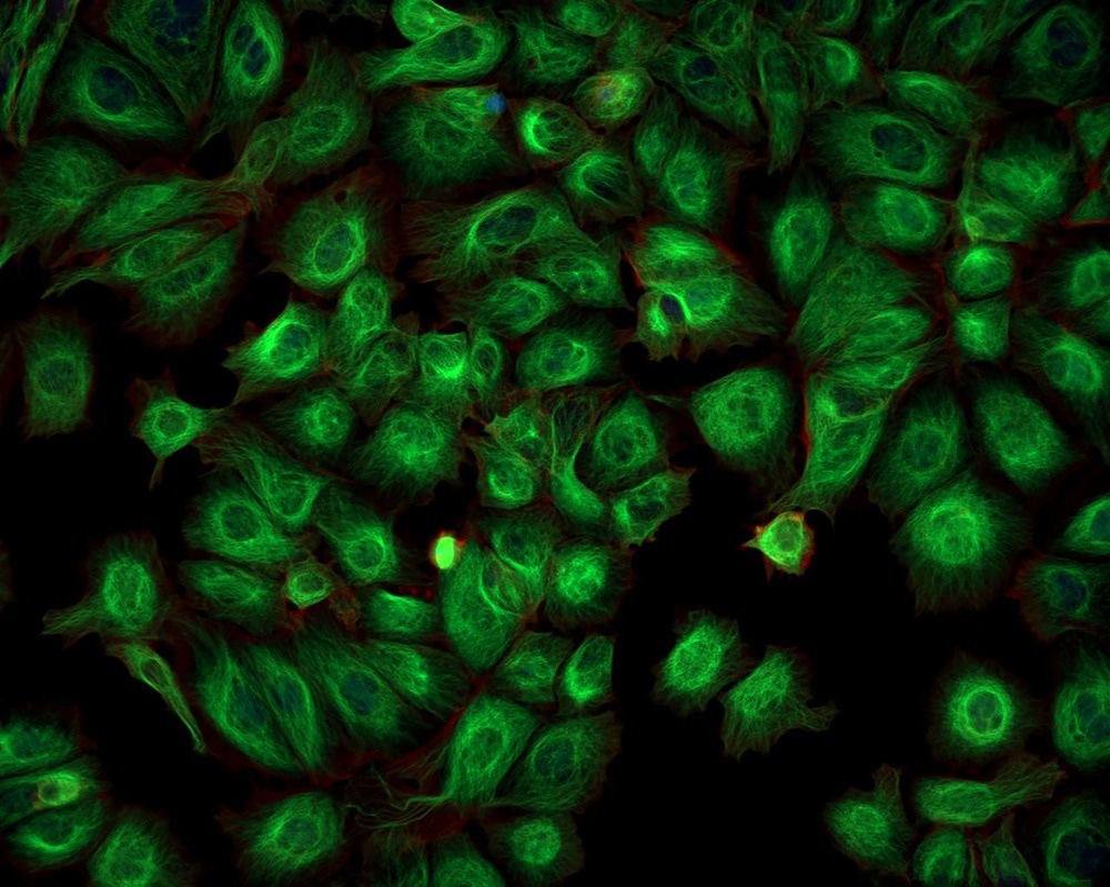 Fluorescent Cells