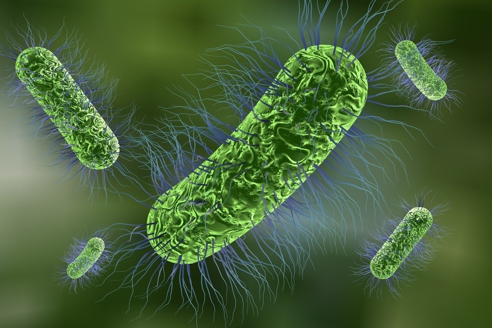 Escherichia coli