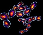 What are Fluorescence Minus One (FMO) Controls?