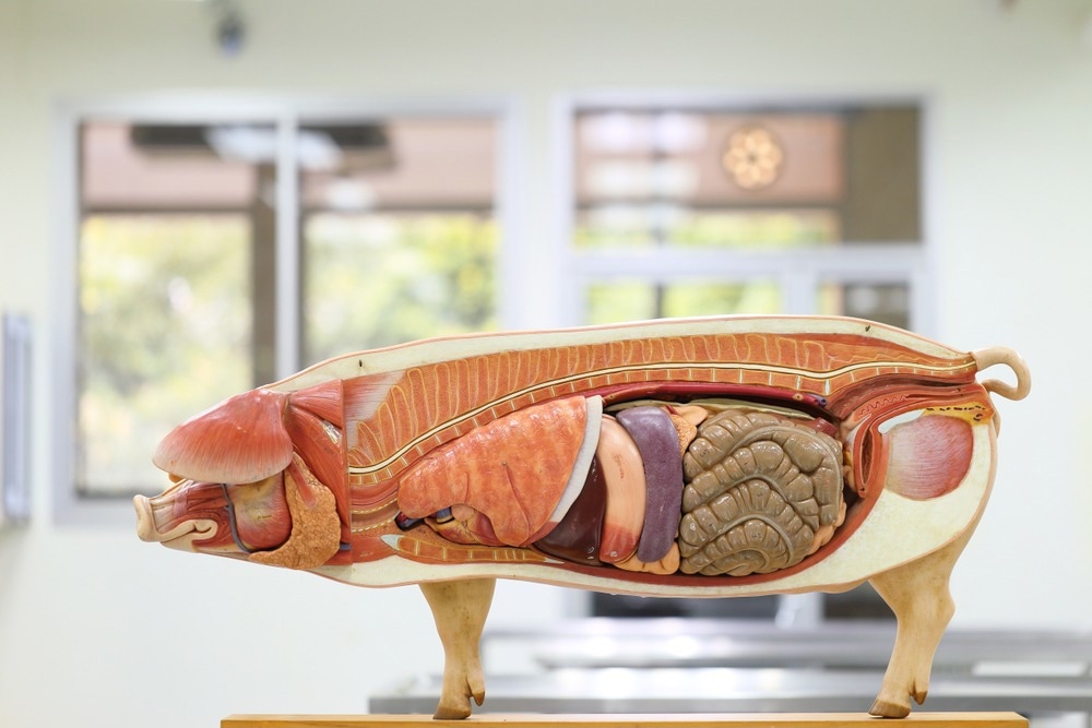 Animal Model