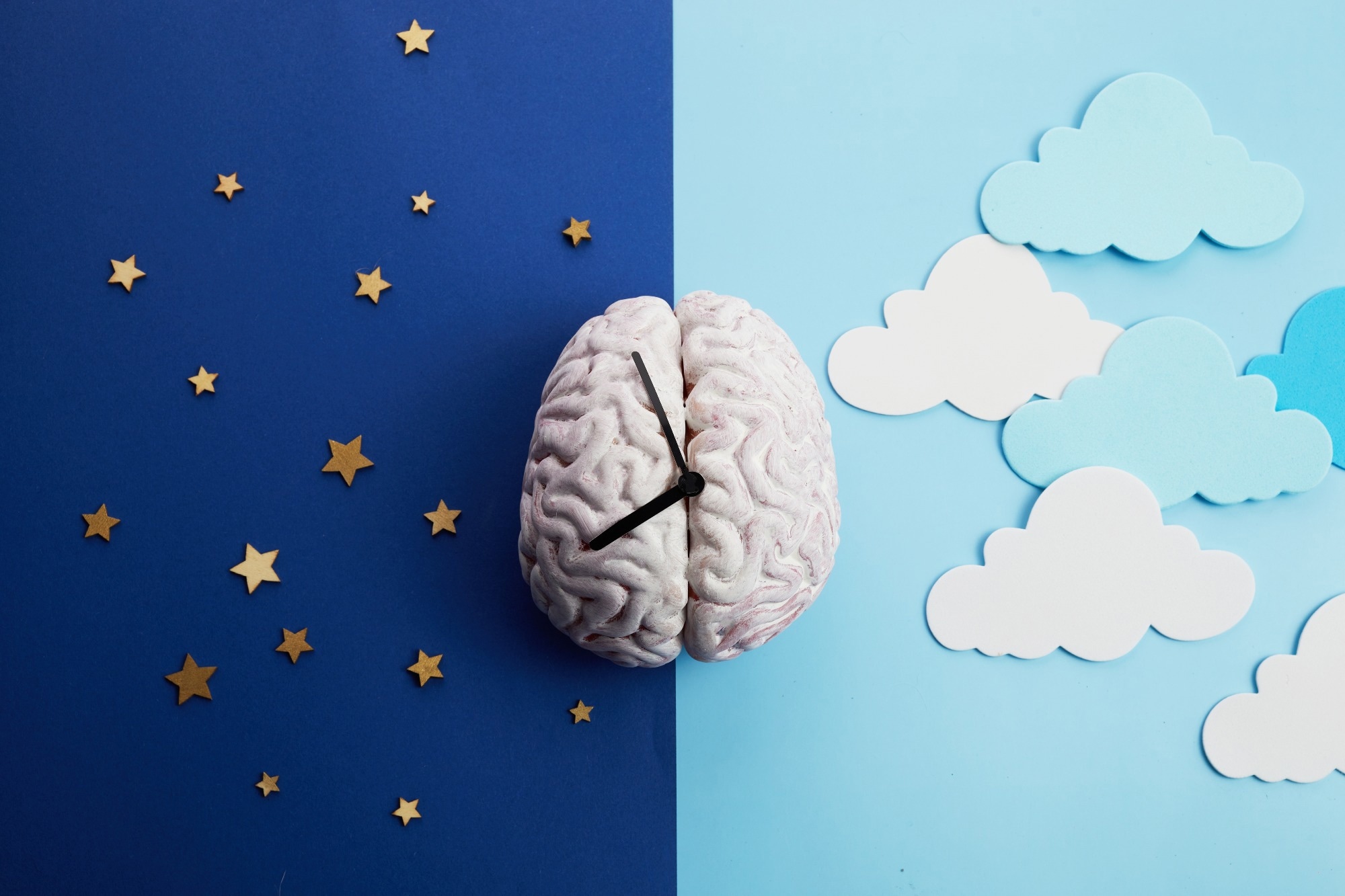 The circadian rhythm