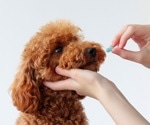 One Medicine: Bridging the Gap Between Human and Animal Health
