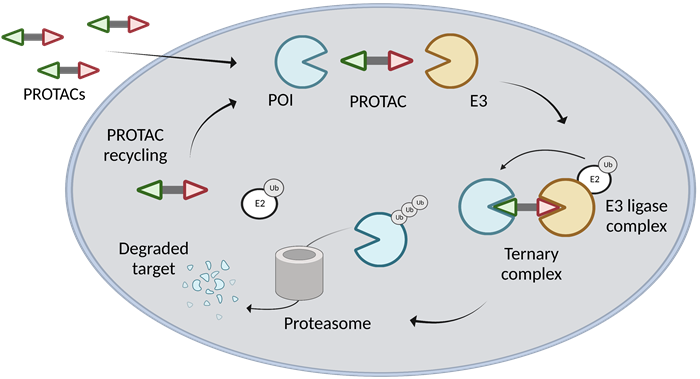 PROTAC mechanism