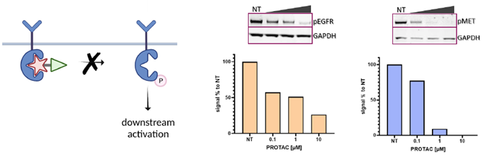 Target engagement. PROTACs inhibit target activation