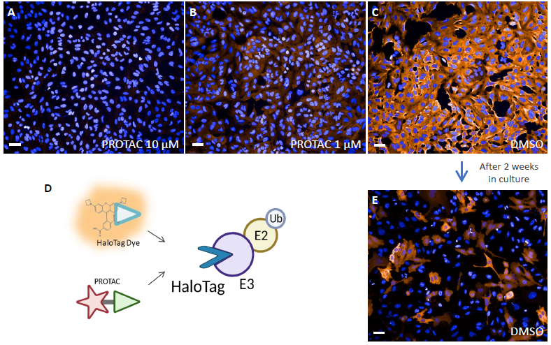 E3 ligase engagement. Transduced cells were treated with higher doses of PROTAC. Competition between the dye and the PROTAC for HaloTag happens.