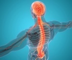 The Impact of Hormones on the Nervous System