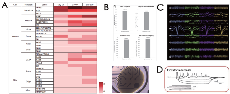 A) Transcriptome profiling of cerebral organoids. Extracellular electrical activity by (B) MEA and (C) silicon probe recording. (D) Intracellular electrical activity by patch clamp
