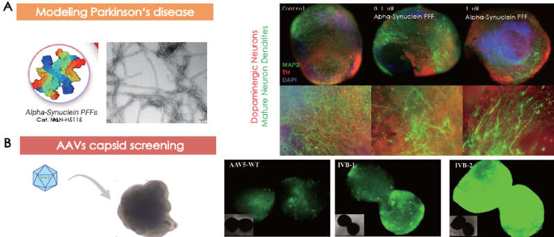 Cerebral organoids as models for (A) Parkinson’s disease and (B) AAV capsid screening