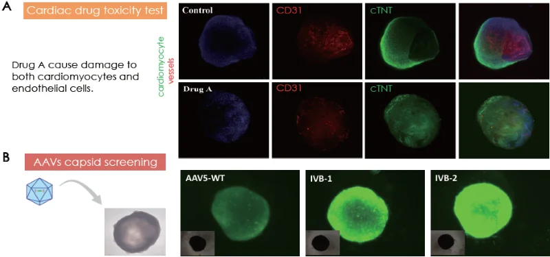 (A) Cardiac toxicity model by Drug A treatment on cardiac organoids. (B) Cardiac organoids as models for AAV capsid screening.