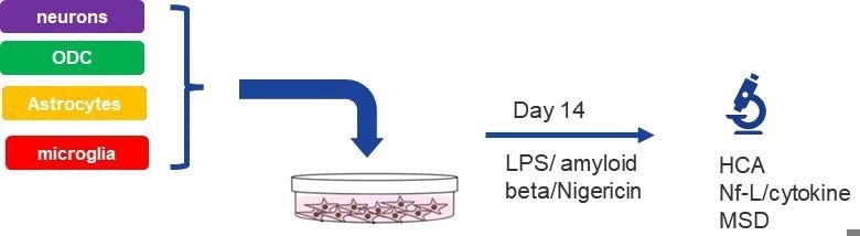 Schematic workflow of multi-cellular co-culture using iPSC-derived CNS cell types. Neurons, astrocytes, oligodendrocytes and microglia were thawed and seeded at day 0. Treatment with several neuroinflammatory triggers was started at day 14 and performed for 48 hours up to day 16. at day 16 supernatants were harvested, and plates were fixed