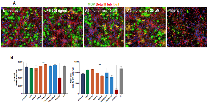 Treatment of iPSC-derived multi-cellular coculture model with neuroinflammatory triggers. A) Representative images of neuron (N), astrocyte (A), oligodendrocyte (O), and microglia co-culture (N+A+O+M) that were (un)treated with 200 ng/ml LPS, 10 μM, 40 μM amyloid-beta aggresure monomers (Aβ-M-40) and 1 μMnigericin. MBP (myelin/oligodendrocyte marker), beta III tubulin (neuronal marker), and Iba1 microglia marker). B) Highcontent quantification of number of live nuclei and MBP+cells of (un)treated N+A+O+M cultures