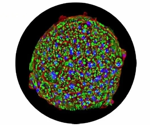 Detecting hepatotoxic drugs with human liver microtissues
