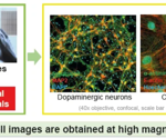 Innovative coating technology for precision COP microplates