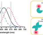 Enhancing therapeutic potential with bivalent molecules