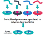 Adenosine A2a receptor screening with polymer-encapsulated nanodiscs