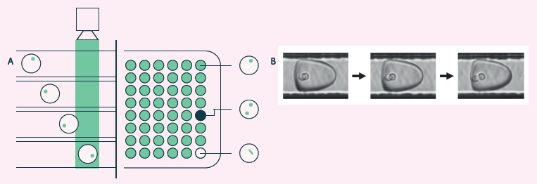 A) Cyto-Mine® visual verification and dispensing. Immediately prior to dispense, picodroplets are brightfield-imaged to identify and record the number of cells per picodroplet, and also re-measured for picodroplet fluorescence. B) Brightfield multi-frame imaging avoids potential miscounting by detecting encapsulated cells at multiple timepoints as they rotate into different positions.