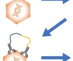 Measuring AAV capsids using VeriCheck ddPCR technology: A guide