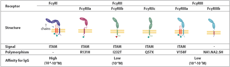 Different types of FcyRs that have different a ffinities for IgG as well as structures that modulate the immune system