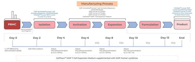 Scalable protocols for T cell activation