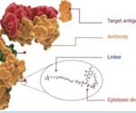 Accelerating novel antibody drug development