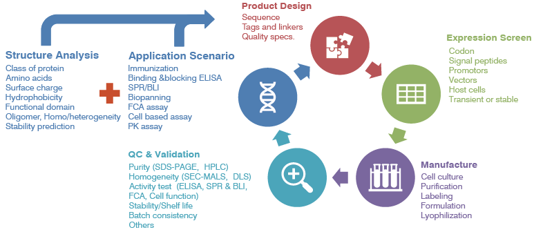 Whole picture of design and development strategies for target proteins based on structural analysis and application scenarios