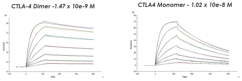 Design and development of target proteins in drug discovery