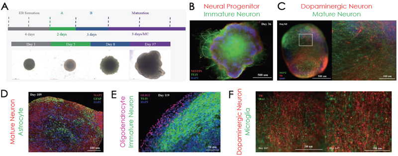 Cerebral organoid differentiation timeline. Immunofluorescence confirmation of (B) NESTIN and TUJ1, (C) MAP2 and TH, (D) GFAP, (E) OLIG2 and (F) IBA1 positive cells on different stages of organoid maturation